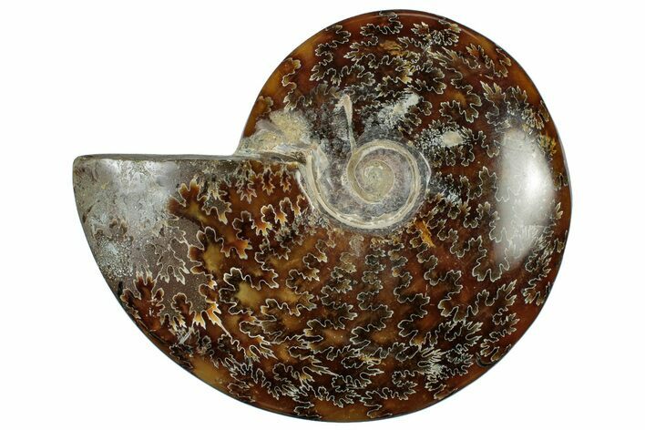 Polished Cretaceous Ammonite (Cleoniceras) Fossil - Madagascar #305947